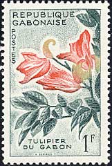 カエンボク Spathodea campanulata
