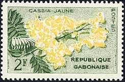 センナ Cassia senna