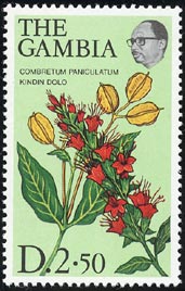 コンブレトゥム・パニクラトゥム Combretum paniculatum