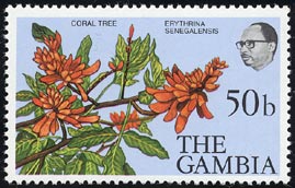 エリトリナ・セネガレンシス Erythrina senegalensis