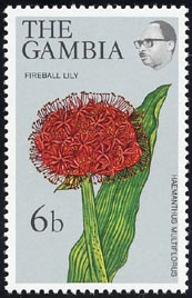 センコウハナビ Haemanthus multiflorus