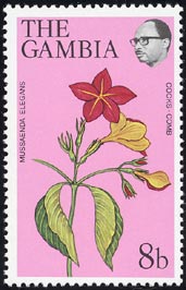 bTG_EGKX@Mussaenda elegans