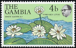 ニムファエア・ロトゥス　Nymphaea lotus
