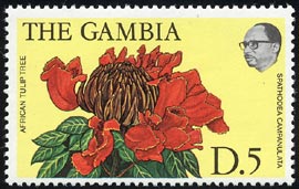 カエンボク Spathodea campanulata