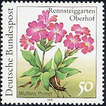 プリムラ・ウルフェニアナ　Primula wulfeniana