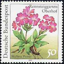 vEEtFjAi@Primula wulfeniana