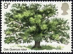 ヨーロッパナラ Quercus robur