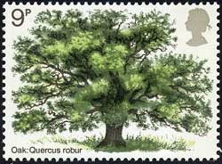 ヨーロッパナラ　Quercus robur