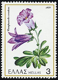 カンパヌラ・オレアドゥム　Campanula oreadum