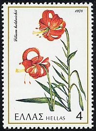 リリウム・ヘルドレイチイ Lilium heldreichii