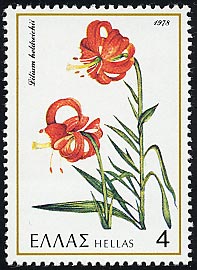 リリウム・ヘルドレイチイ　Lilium heldreichii