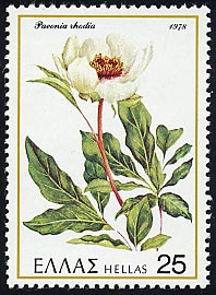 パエオニア・ロディア　Paeonia rhodia