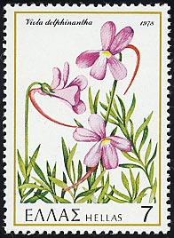 ウィオラ・デルフィナンタ　Viola delphinantha