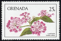 Lantana camara