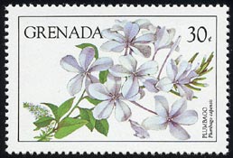 Plumbago auriculata