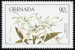 Hymenocallis caribaea