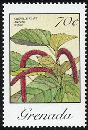 Acalypha hispida