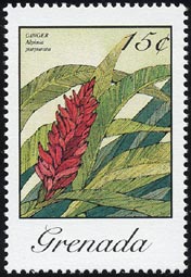 Alpinia purpurata