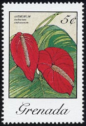 Anthurium andreanum