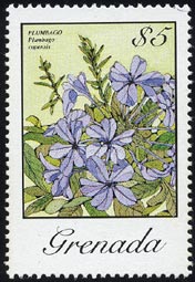 Plumbago capensis