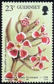 Silene gallica var.quinquevulnela