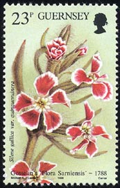 Silene gallica var.quinquevulnela