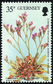 Limonium binervosum ssp.sercquense