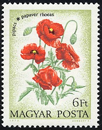 ヒナゲシ　Papaver rhoeas