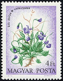 ウィオラ・キアネア　Viola cyanea