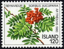 Sorbus aucuparia