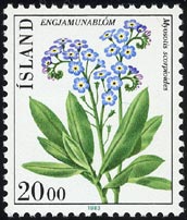 Myosotis scorpioides