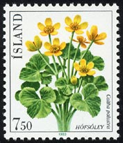 Caltha palustris