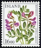 Lathyrus japonicus