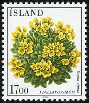 Draba alpina