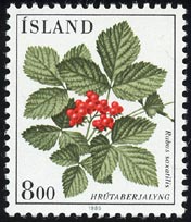 Rubus saxatilis