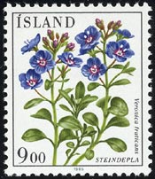 Veronica fruticans