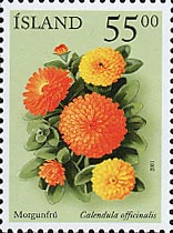 キンセンカ　Calendula officinalis