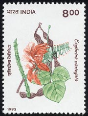 デイコ　Erythrina variegata