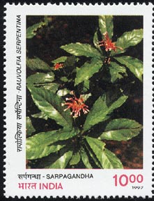 Rauvolfia serpentina