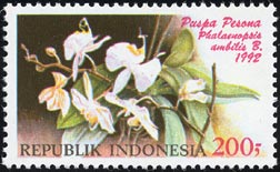 ファラエノプシス・アマビリス　Phalaenopsis amabilis