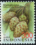 Morinda citrifolia