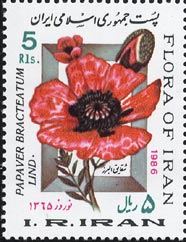 Papaver bracteatum