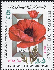 Papaver orientale