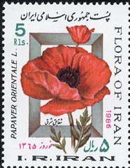 Papaver orientale