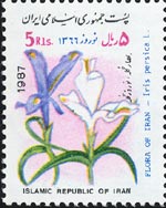 Iris persica