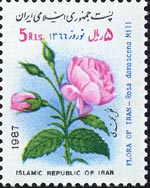 Rosa damascena