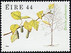 ケカンバ　Betula pubescens