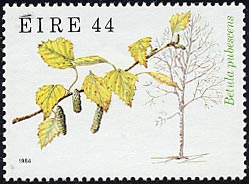 ケカンバ Betula pubescens
