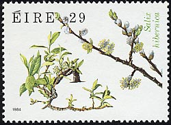 サリックス・ヒベルニカ　Salix hibernica