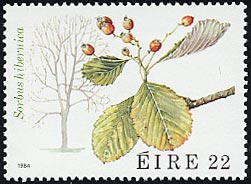 ナナカマドの1種　Sorbus hibernica